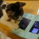 Illustration for article titled Cats Are Very Serious about Video Games